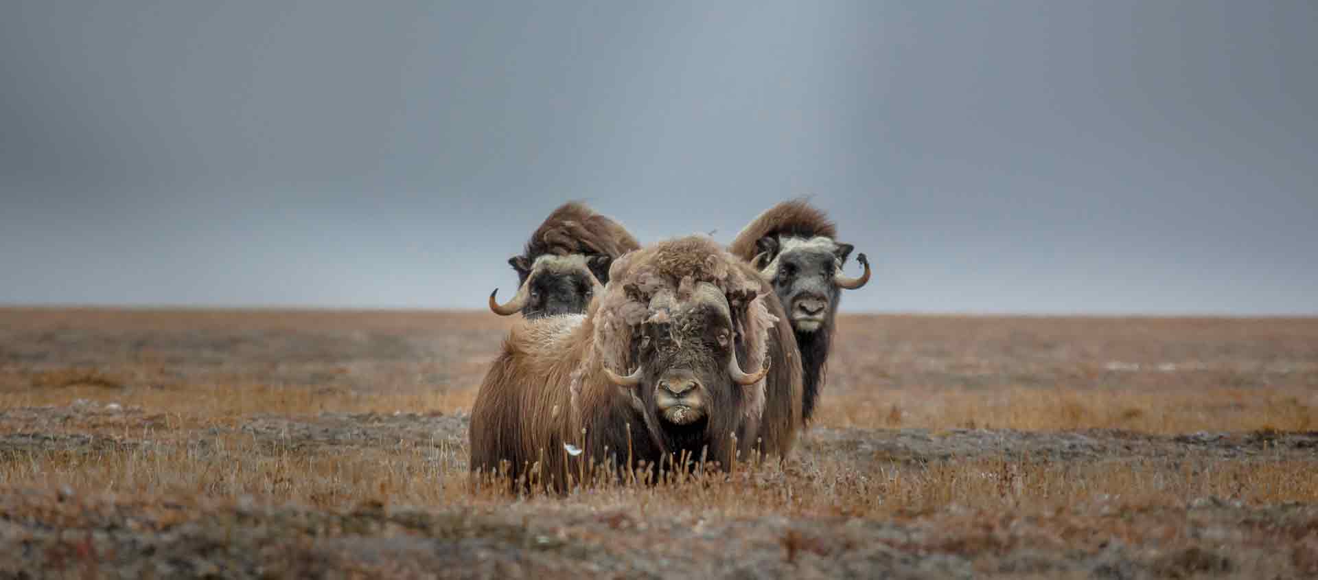 Northwest Passage cruise portrait of Muskoxen