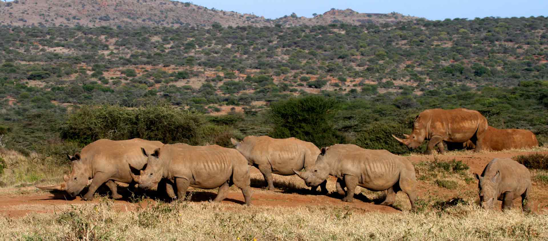 Kenya Private Wildlife Reserves image of White Rhinos