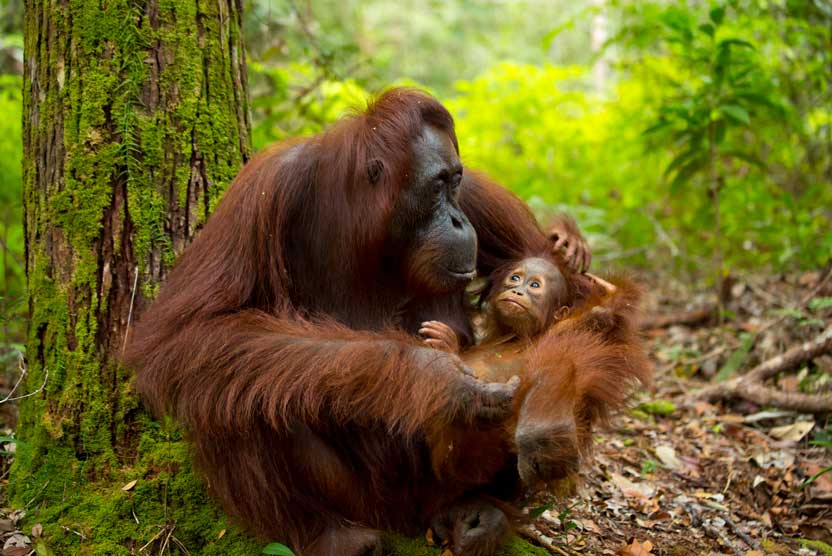 Borneo nature tour photo of Orangutan with baby in arms.