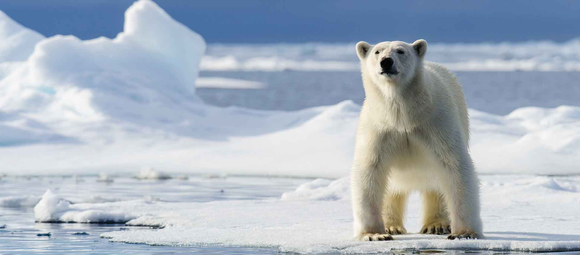 Northwest Passage expedition picture of a Polar Bear
