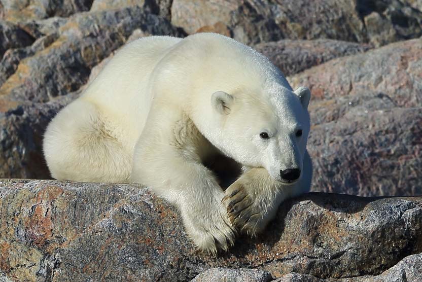 Greenland and Canada photo of a Polar Bear