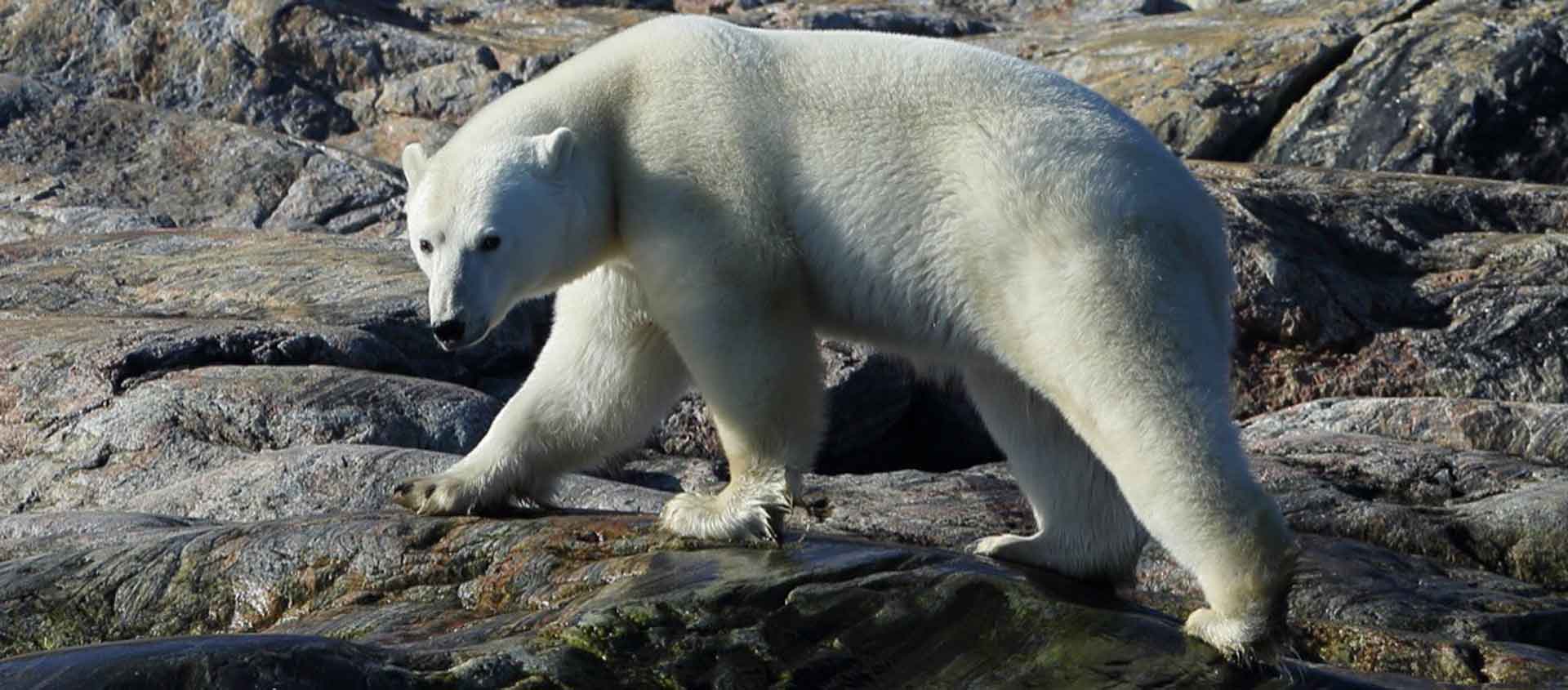 Baffin Island and Greenland tour image of a Polar Bear.