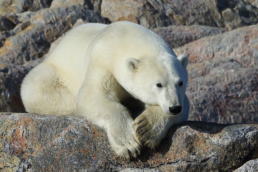 Baffin Island and Greenland portrait of a Polar Bear
