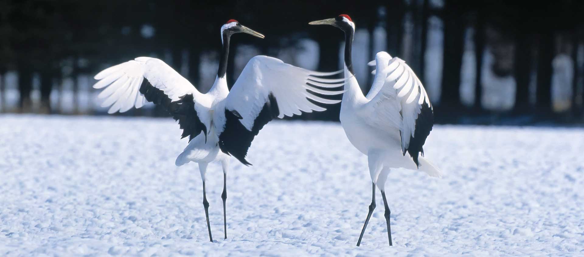 Japan wildlife tour photo of Red-crowned Cranes