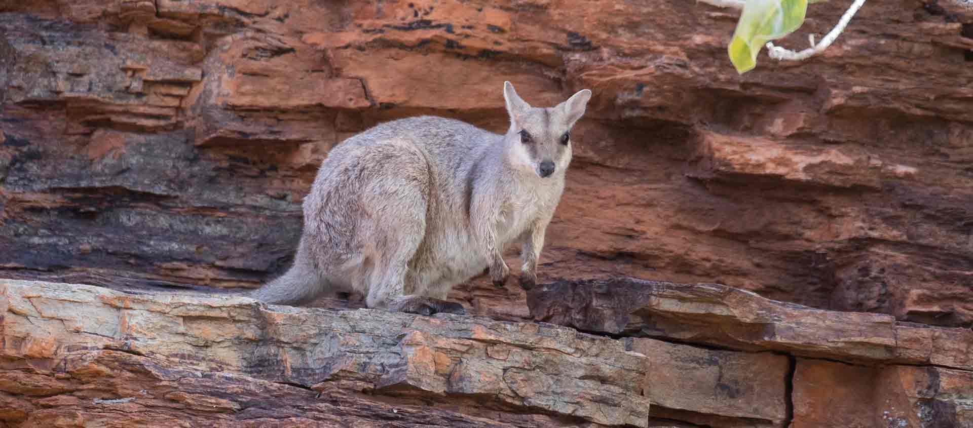 cruise Australia's west coast photo of Rock-wallaby in the Kimberley