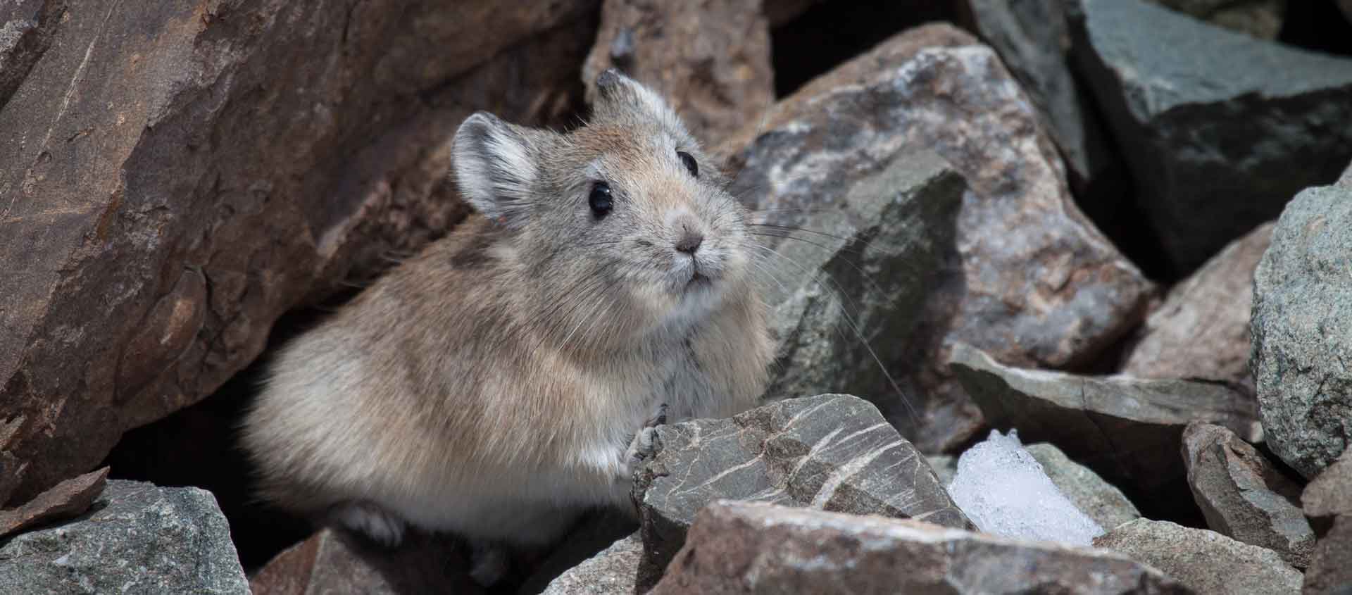 Tigers and Snow Leopards Safari photo of a Royle's Pika