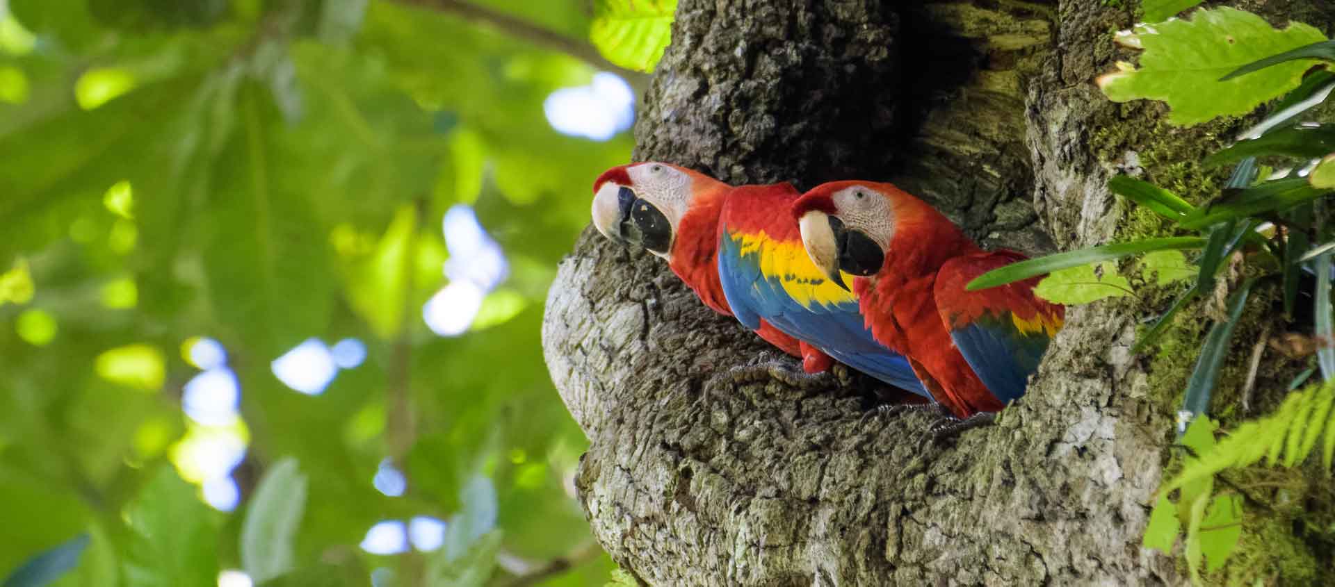 Costa Rica to Chile photo of Scarlet Macaws