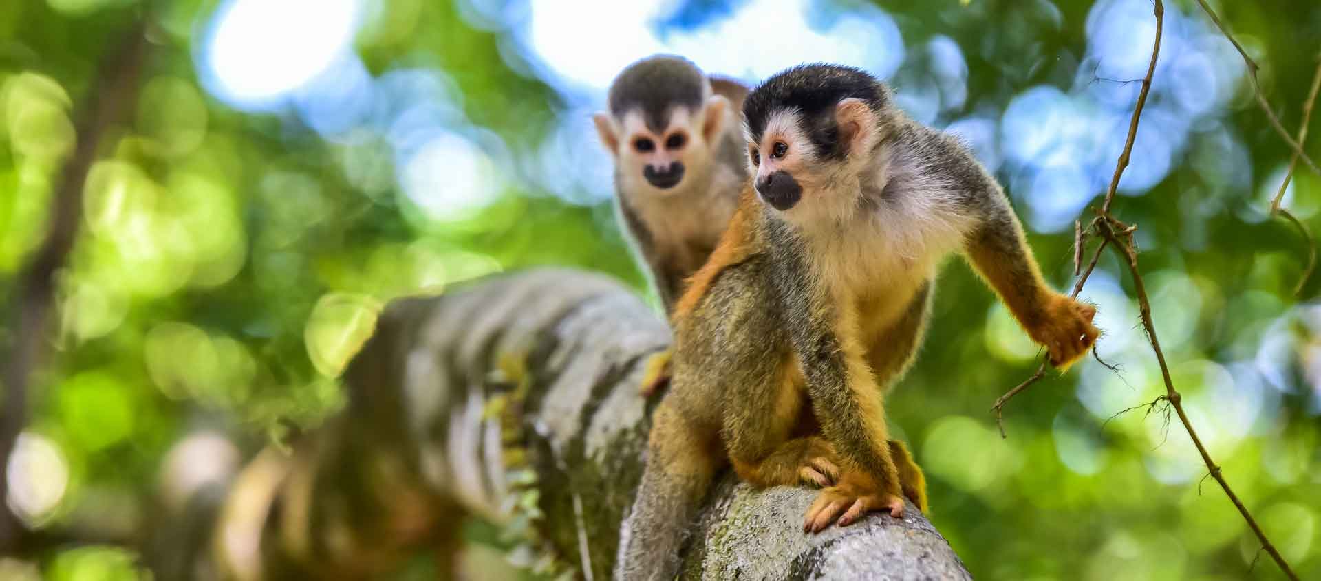 Costa Rica to Chile cruise image of Squirrel Monkeys