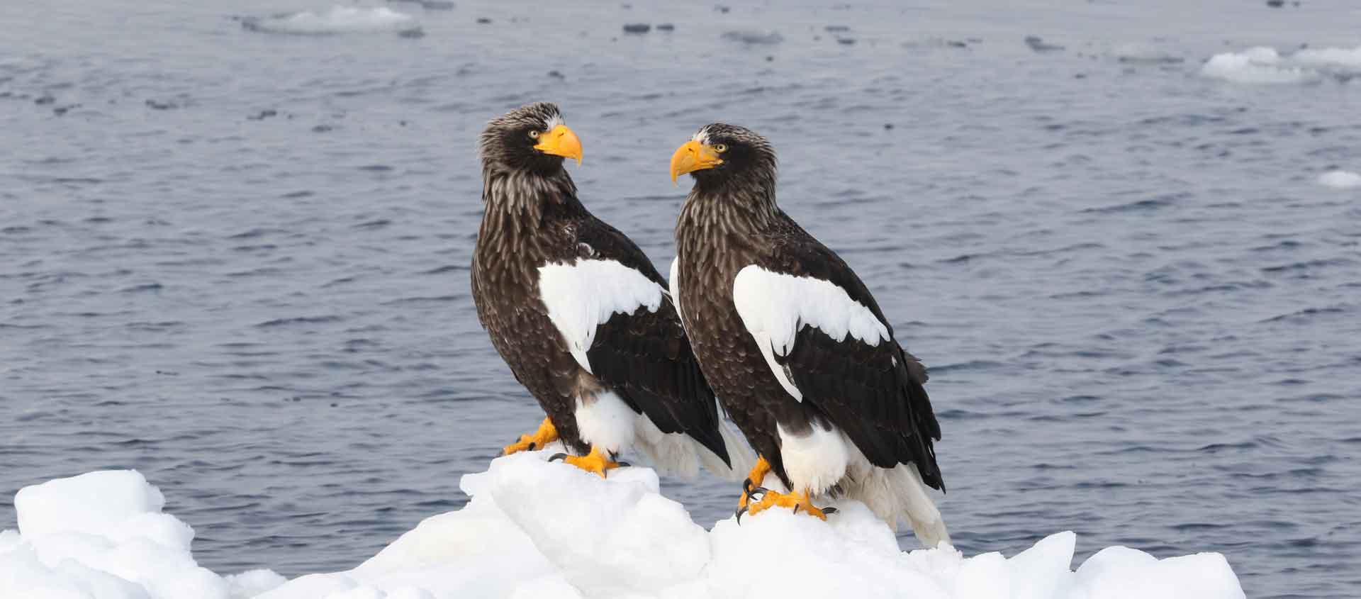 Japan winter wildlife tour picture of Steller's Sea Eagles