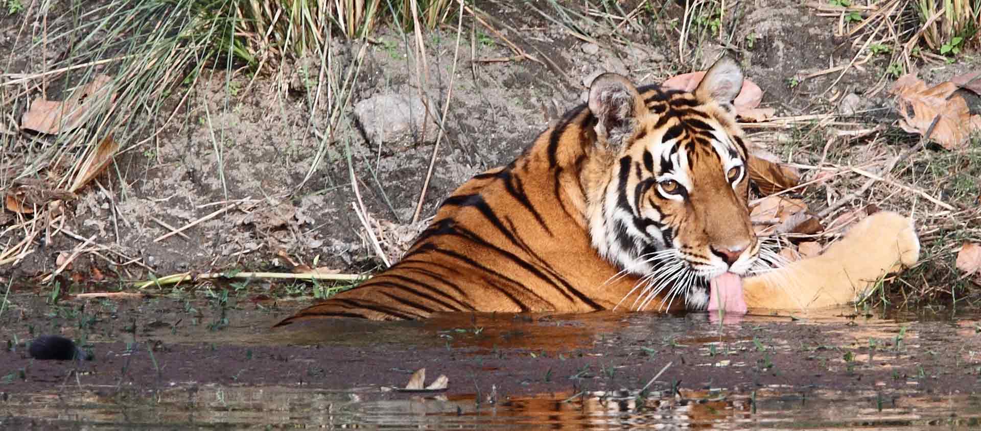 Tigers and Snow Leopards Safari photo of a Bengal Tiger in water