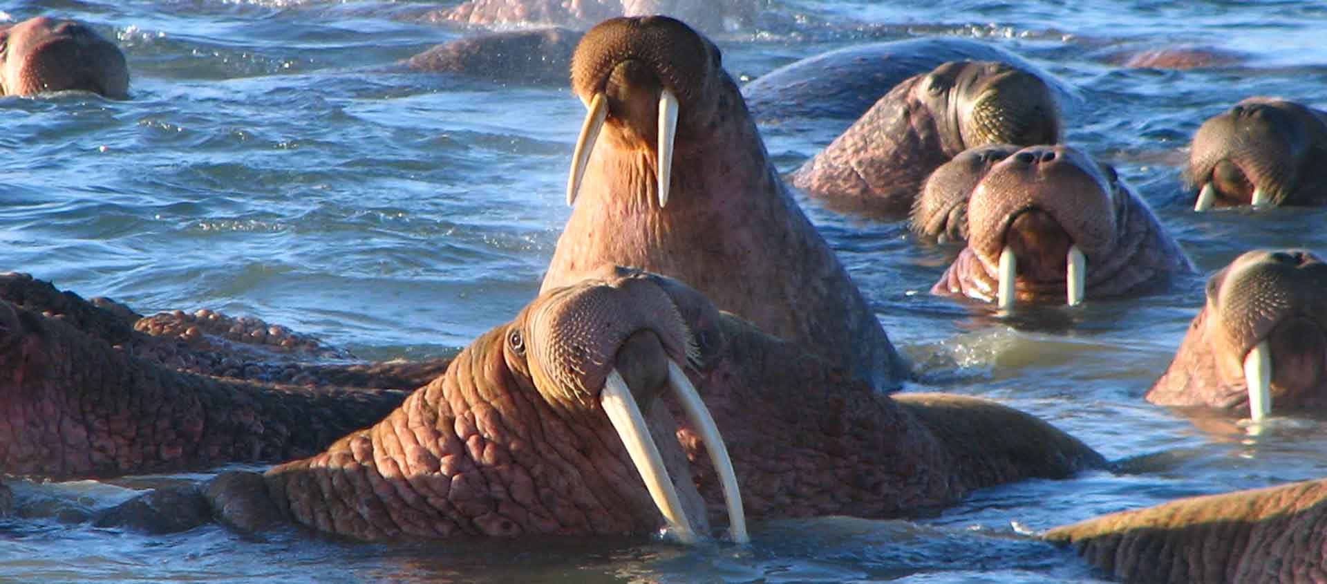 Baffin Island and Greenland tour photo of Walrus