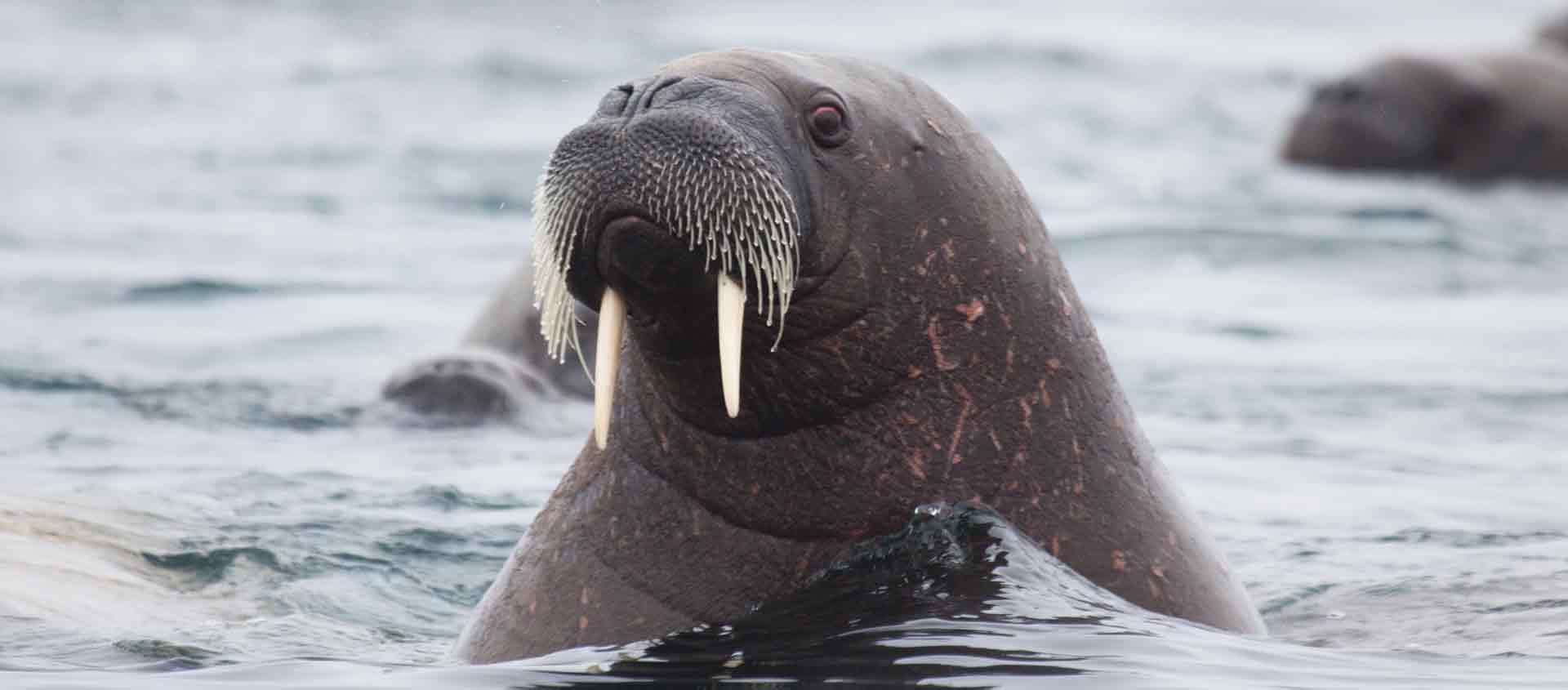 Northwest passage expedition image of walrus