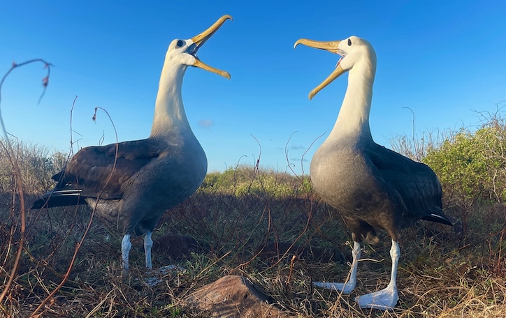 waved albatross pair on Galápagos expedition