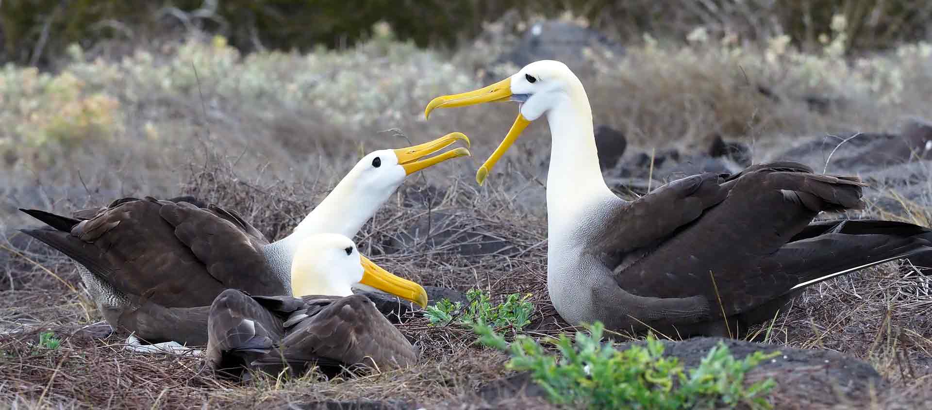 Galapagos Islands and Mashpi Reserve photo of Waved Albatross