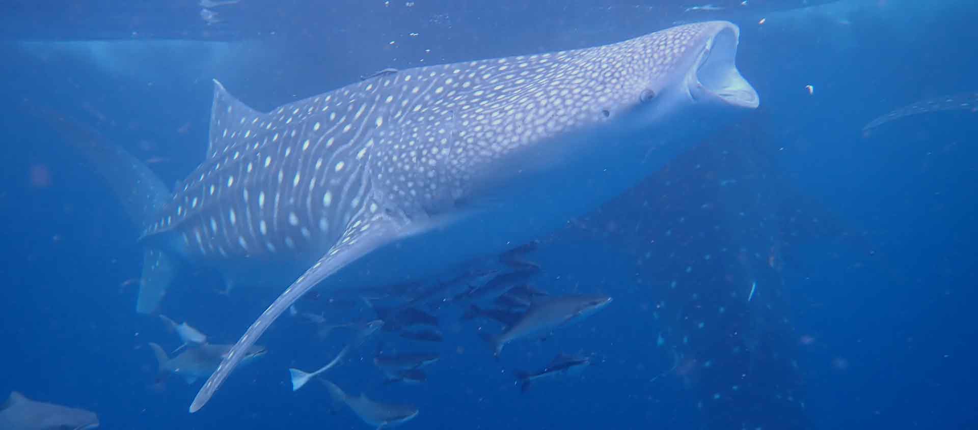 Indonesia cruise photo of a Whale Shark
