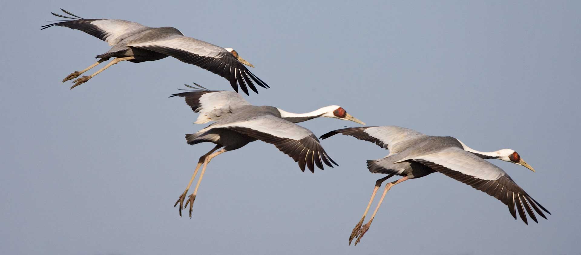 Japan winter wildlife tour image showing White-naped Cranes in flight