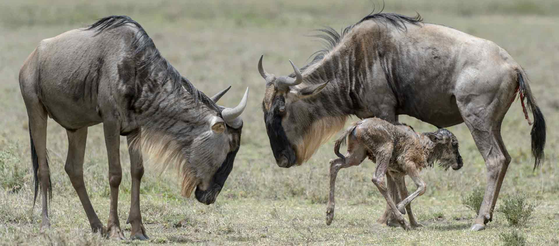 Tanzania safari of the Serengeti and Mahale slide showing wildebeest with newborn