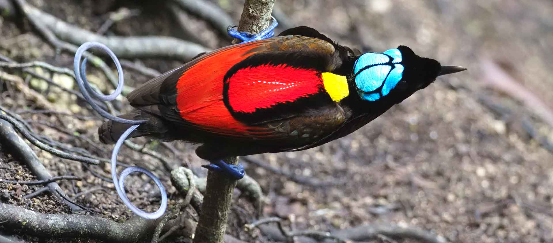 Photo showing detail of Wilson's Bird of Paradise in Raja Ampat