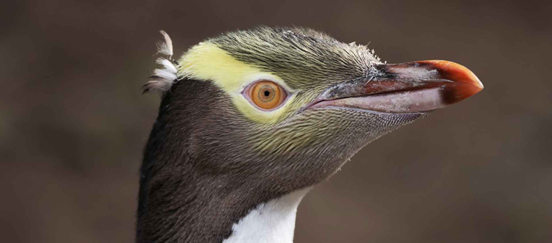 New Zealand South Island tour photo of a Yellow-eyed Penguin