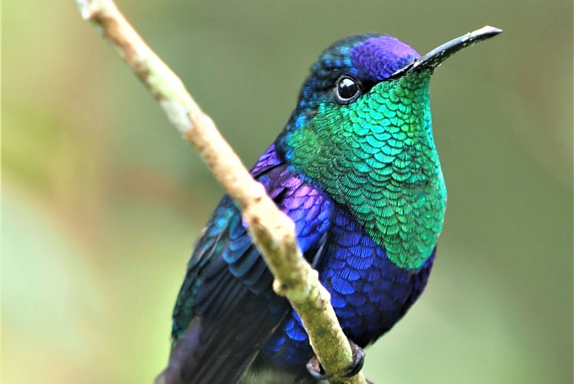 Colombia nature & cultural tour photo of Green-crowned Woodnymph hummingbird