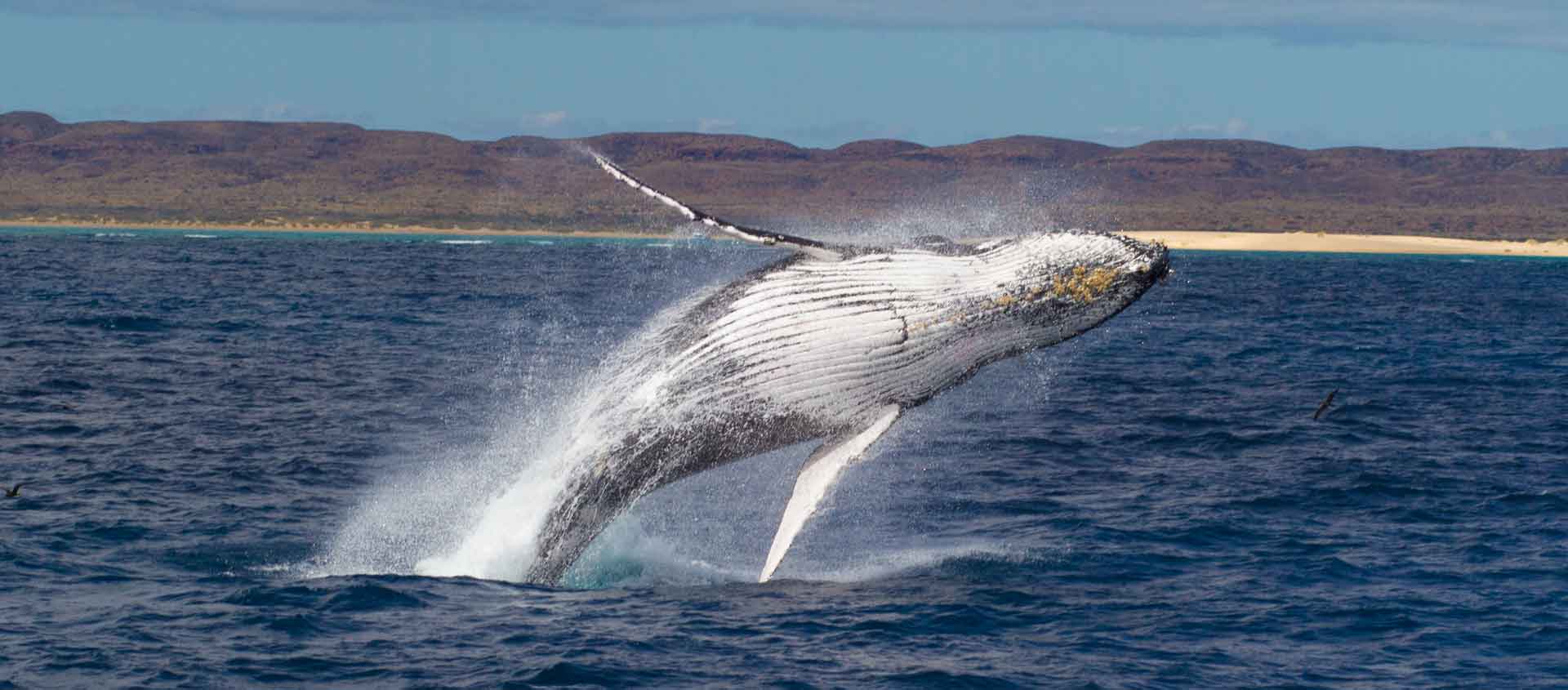 small ship cruises Western Australia image of breaching Humpback Whale